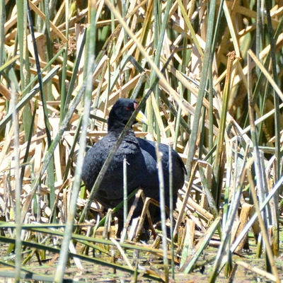 Andean Coot